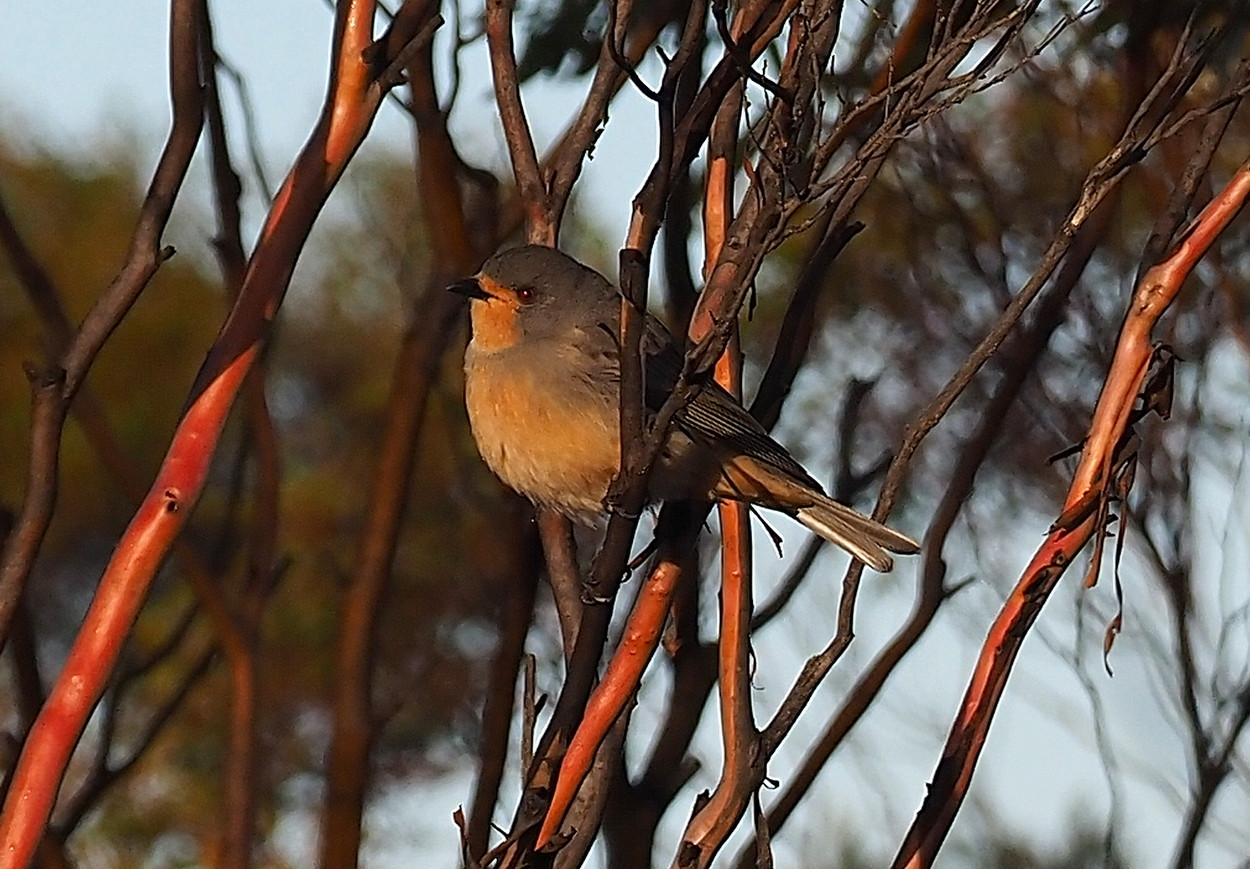 image Red-lored Whistler
